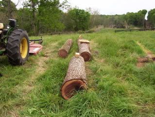 Selling Black Walnut Logs