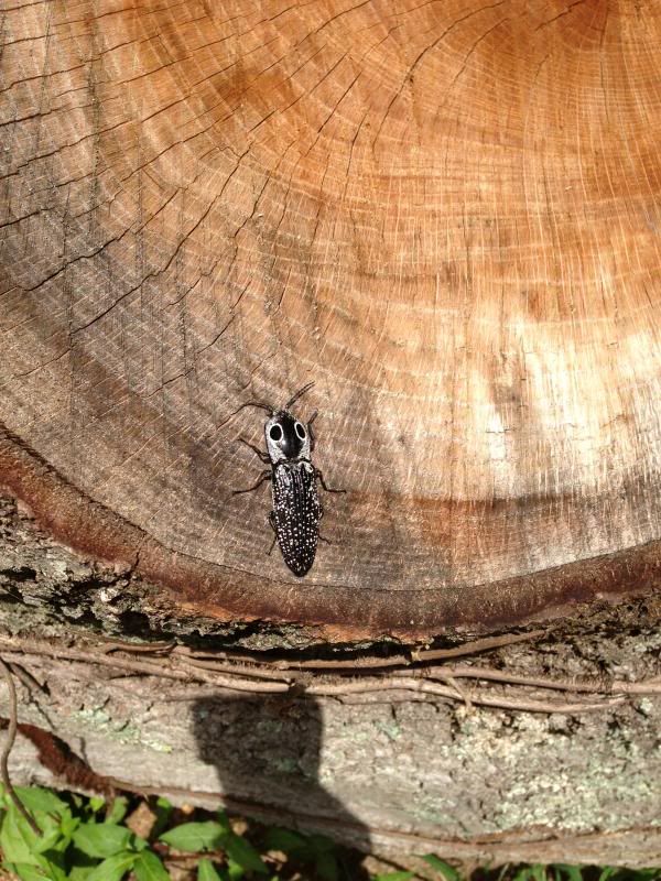 [Hearth.com] Slowly getting this oak split and stacked