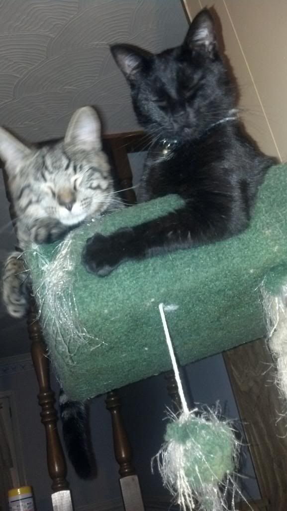 [Hearth.com] pet picture thread