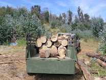 Wood Brought Home and Stacked