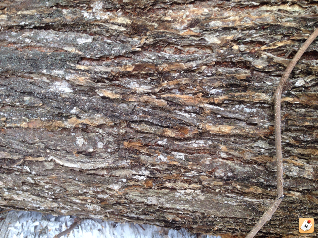 [Hearth.com] FREE wood - Do you know what it is???