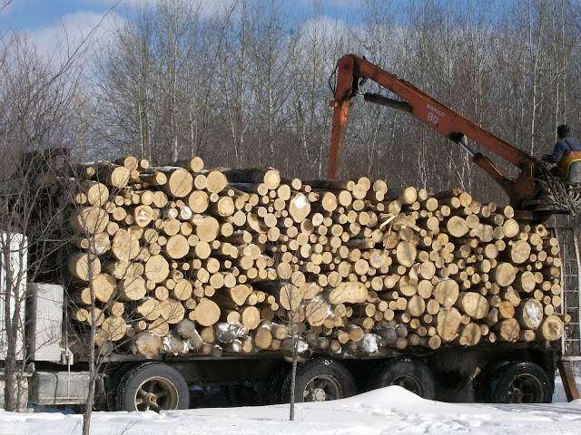 Log Length via a tree service - how much?