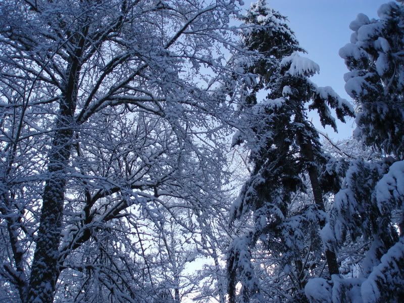 snowy stacks