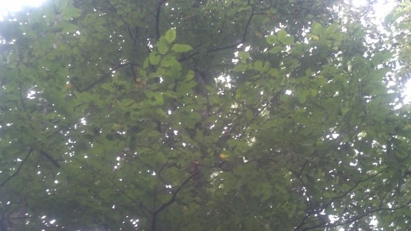[Hearth.com] Tree ID