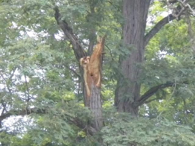 [Hearth.com] Bad day for 3 trees in the neighborhood yesterday