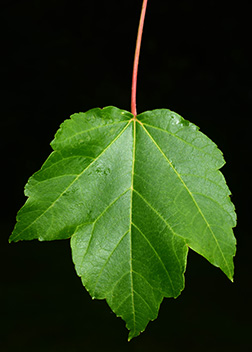 [Hearth.com] Wood ID - which type of maple?