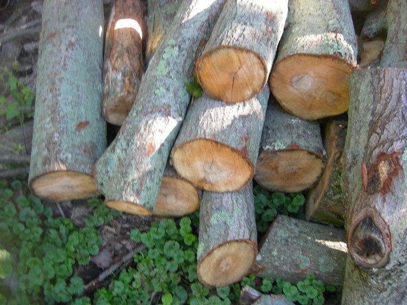[Hearth.com] Oak ??...leaf pic added