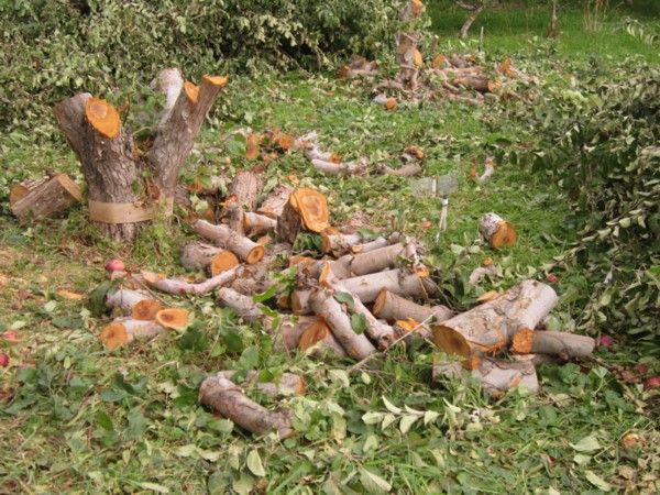 [Hearth.com] Choppin' up Okanagan BC apple trees....
