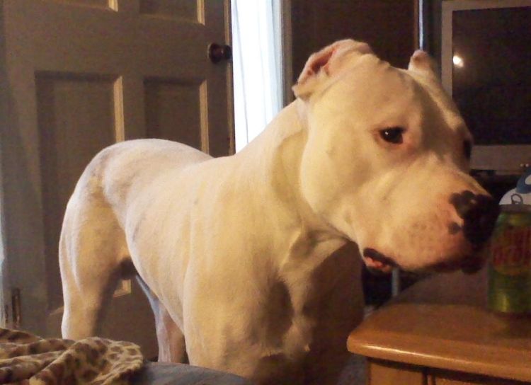 [Hearth.com] pet picture thread