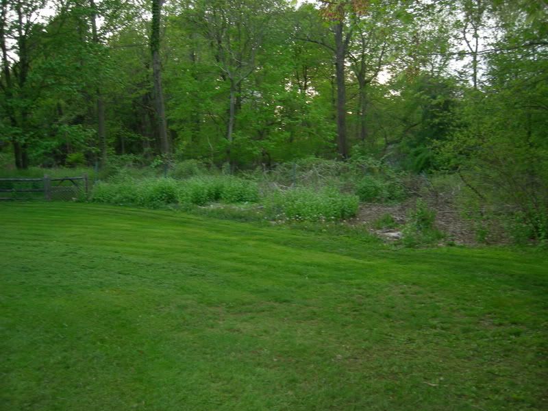 Seasoning Silver Maple and Cherry