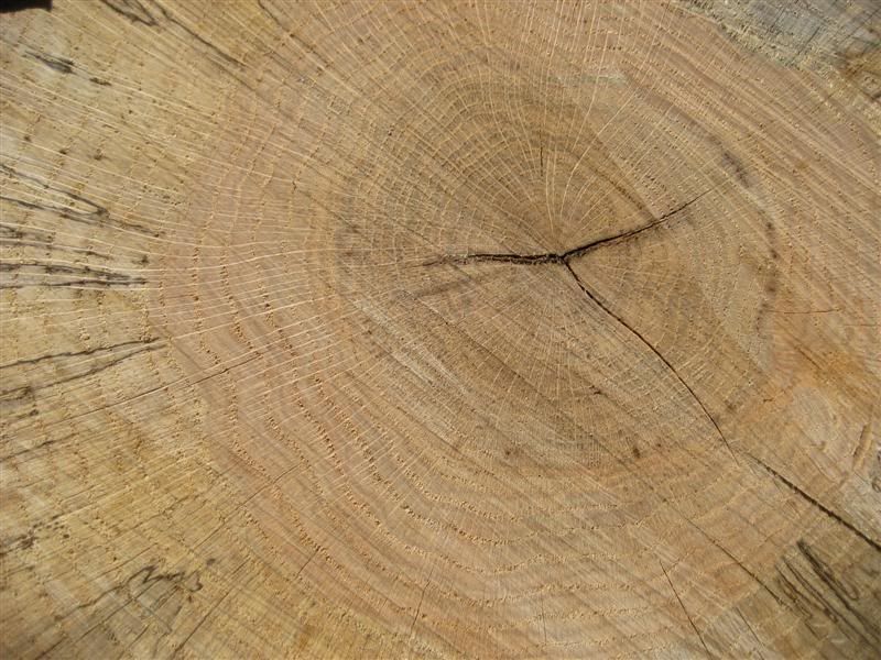 [Hearth.com] Wood ID...old wood from clearcut