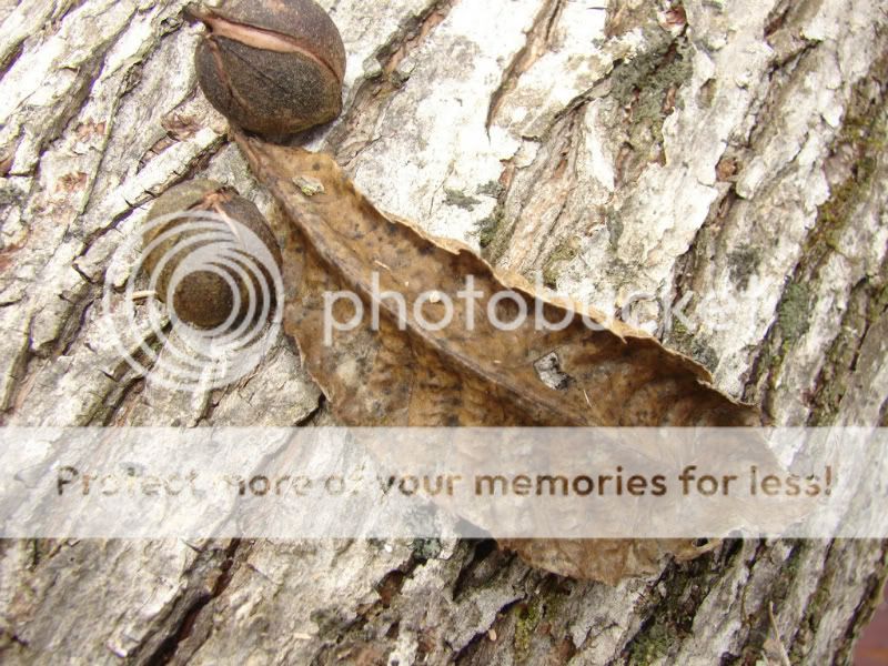 [Hearth.com] Rain Day