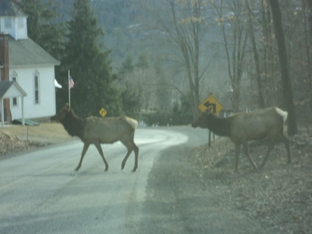[Hearth.com] ELK pics in pa