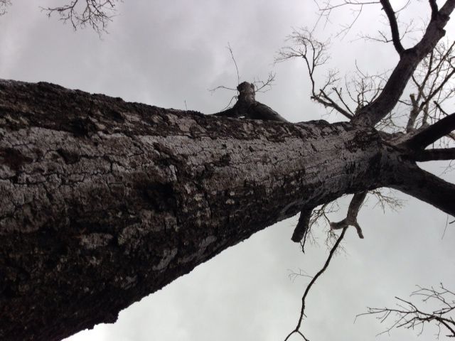 [Hearth.com] FINALLY took down that big Water Oak (pics)