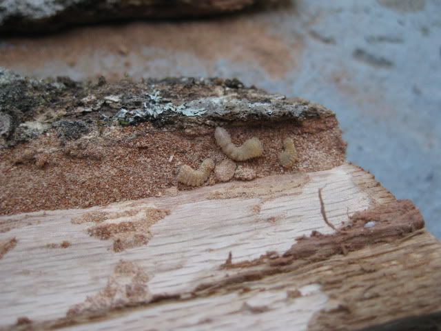 [Hearth.com] Noisy wood pile