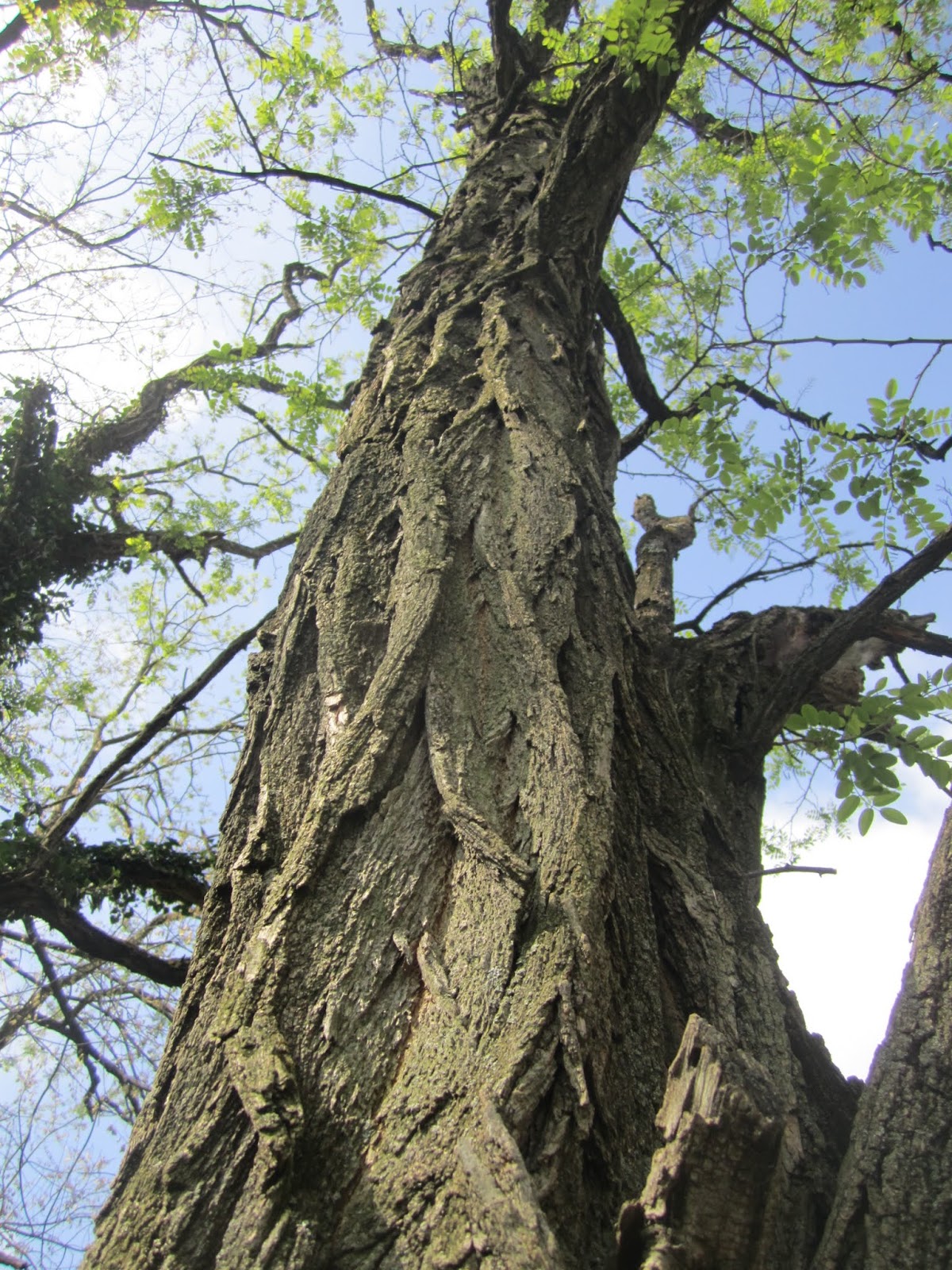 [Hearth.com] Tree id from leaves