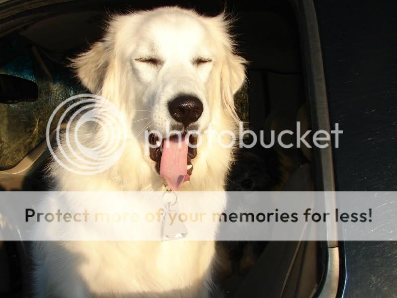 [Hearth.com] Buddy