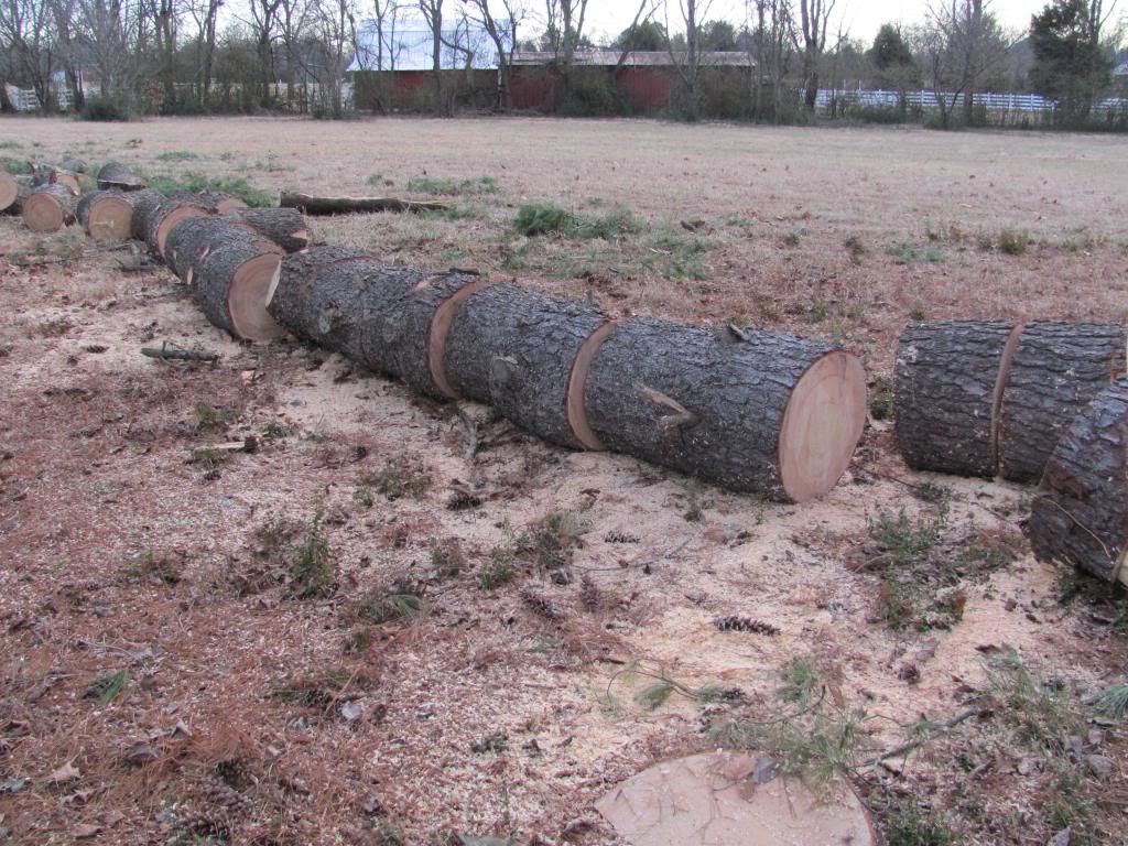 [Hearth.com] The Big Pine is DOWN!!!!!  with pics