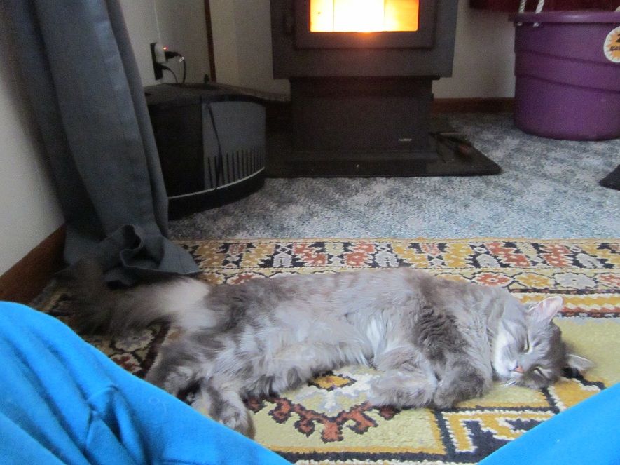 [Hearth.com] So my cat really hates the pellet stove...