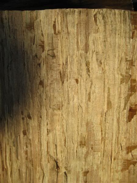 [Hearth.com] Intheswamp's wood "getting"....it's getting too hot to get wood!!!