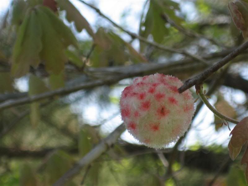 [Hearth.com] ID this thing that grew on my white oak