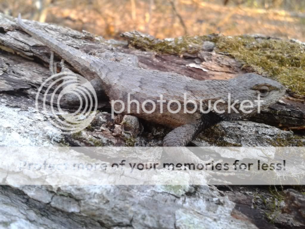 Spring mojo fence lizard