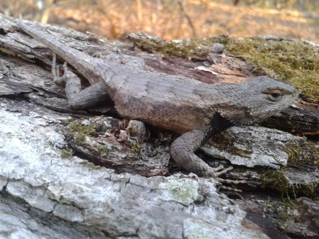 [Hearth.com] Spring mojo fence lizard