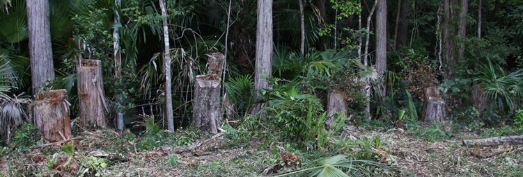 20131021%20backyard_stumps_along_fence.jpg