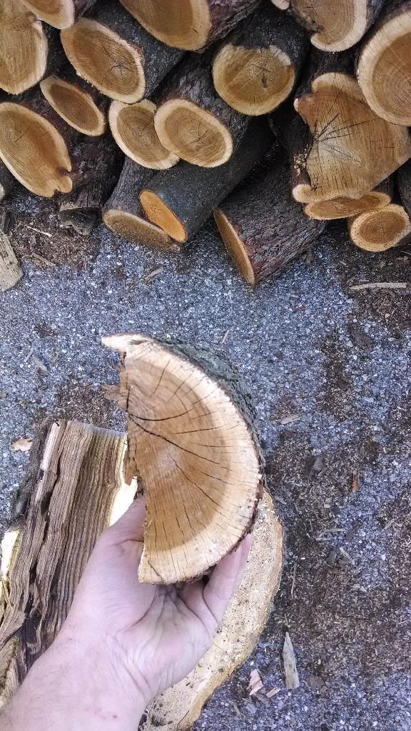 Please - Wood ID