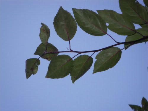 [Hearth.com] Northern Hackberry, Dwarf Hackberry or Other?