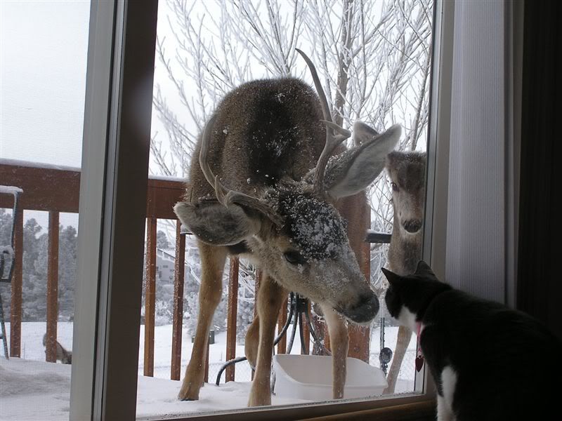 [Hearth.com] Finally, conclusive photographic evidence that fearless creatures inhabit the forest!