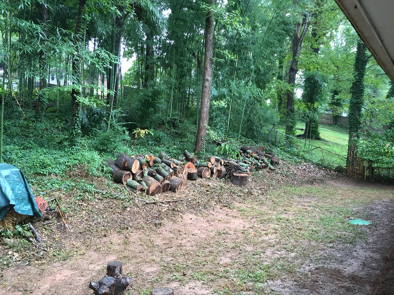 [Hearth.com] Sweet gum ?