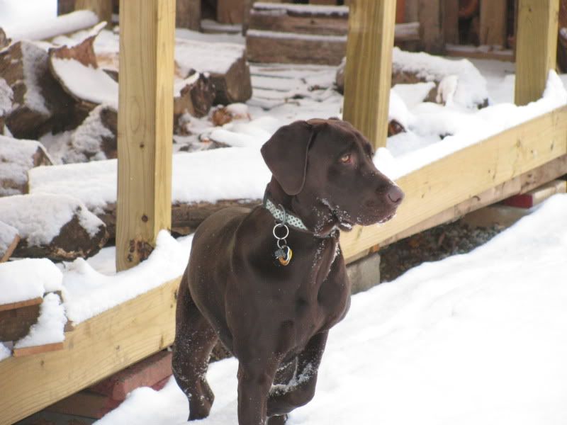 [Hearth.com] pet picture thread