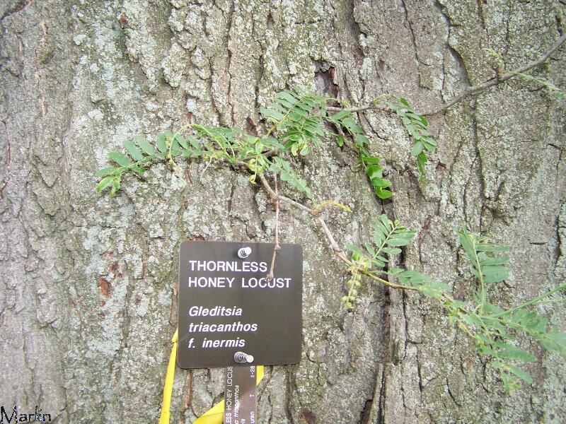 [Hearth.com] Tree ID please