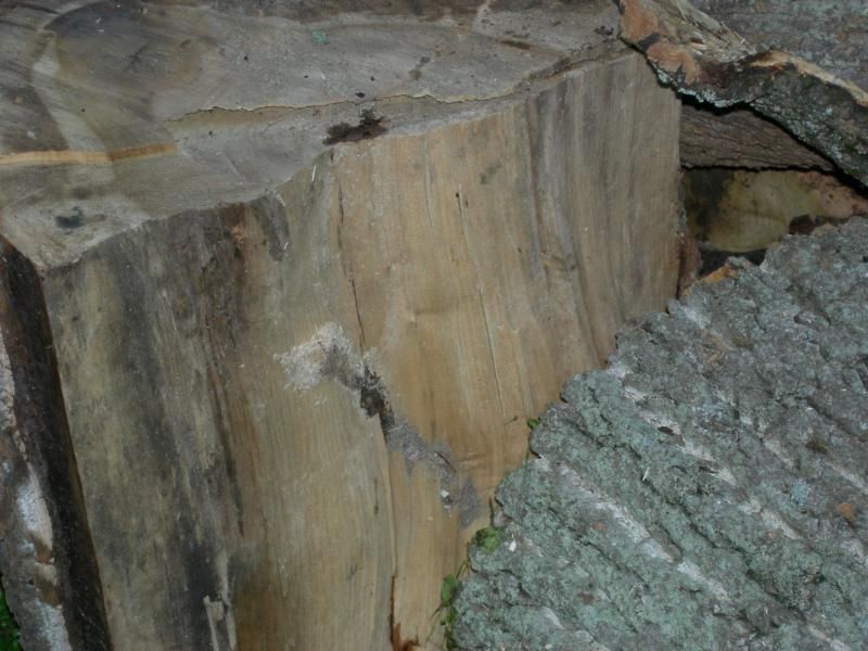 [Hearth.com] Wood ID....good ending ???