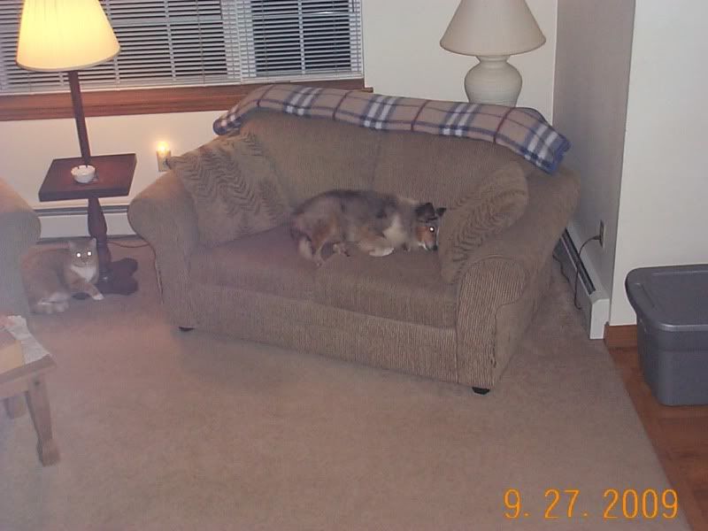 [Hearth.com] pet picture thread