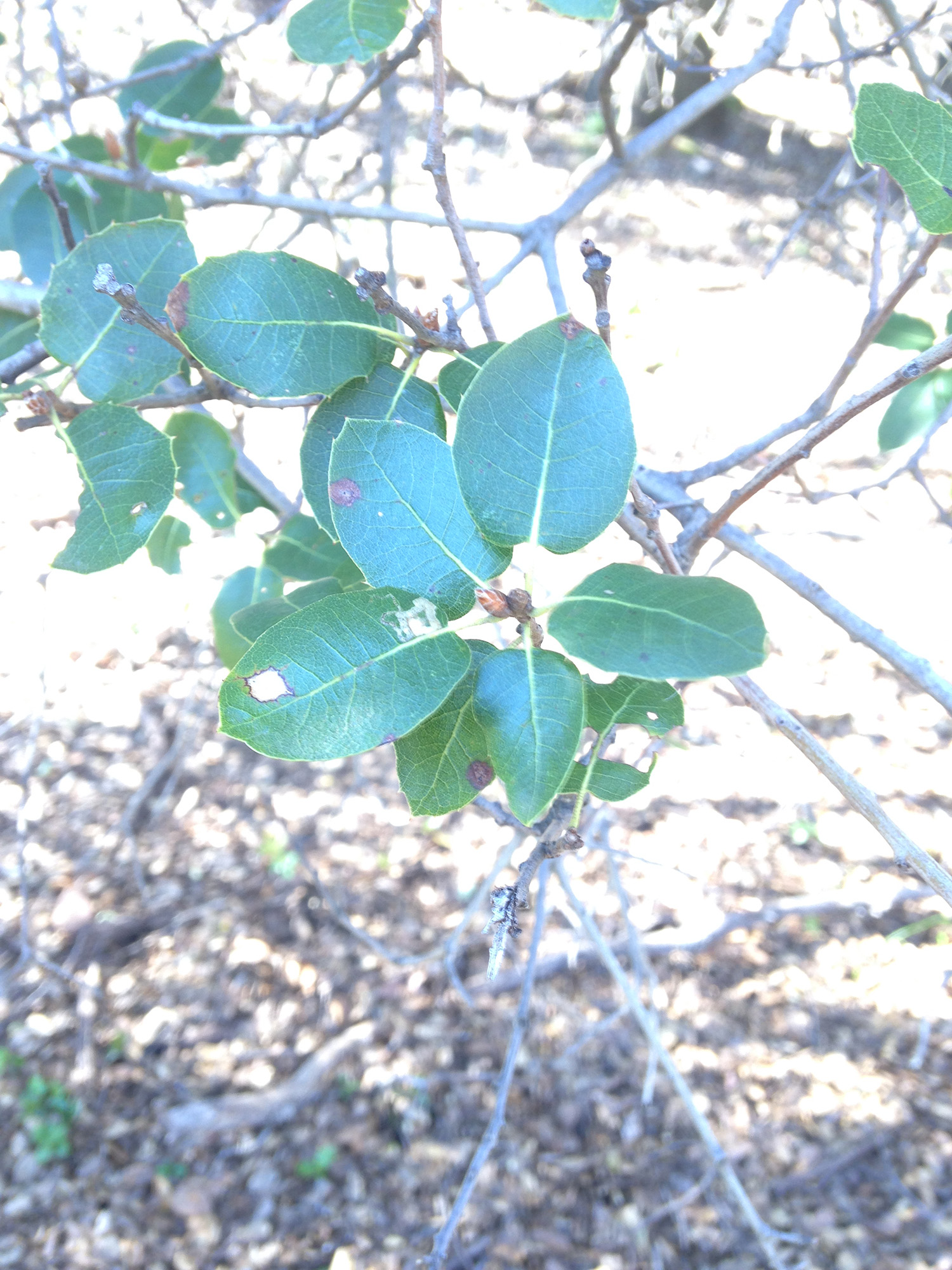 [Hearth.com] Help identifying an oak variety.