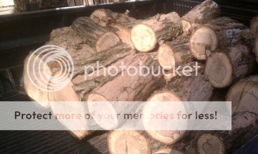 [Hearth.com] standing dead tree... is this good wood?