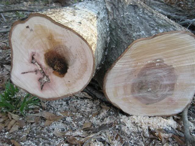 [Hearth.com] Wood ID...possible scrounge..not much to go with right now....