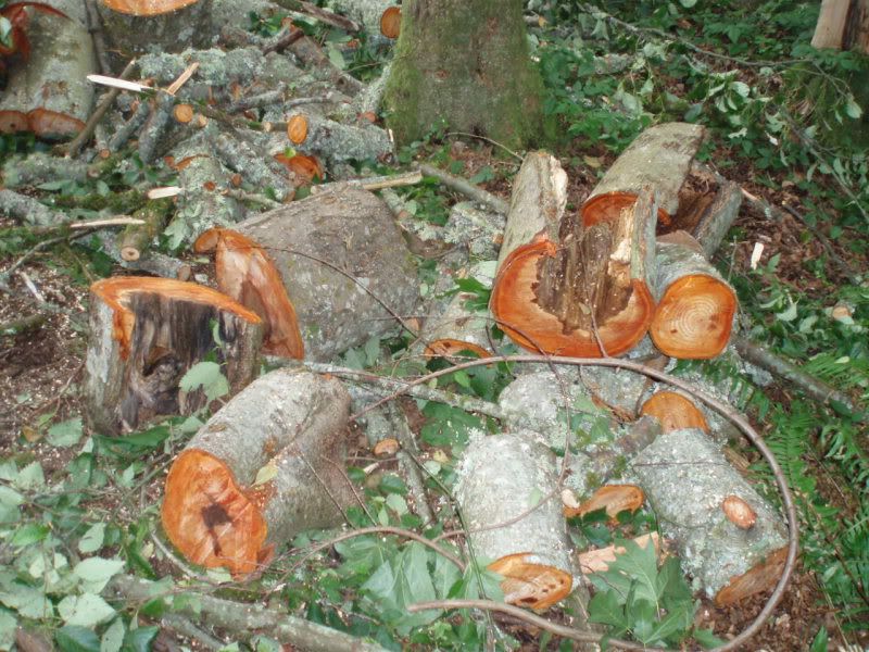 so I had this old alder tree...