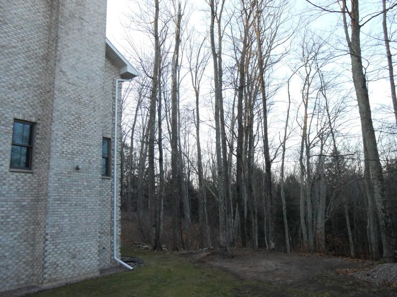 [Hearth.com] Trees in yard