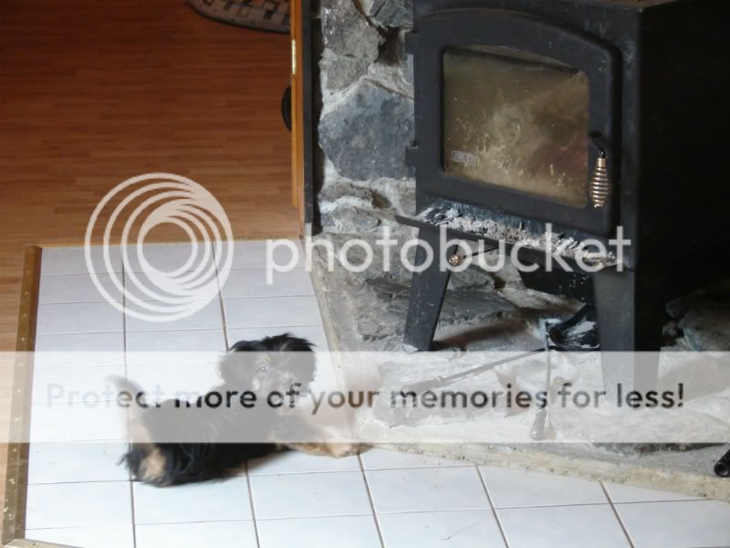 [Hearth.com] New season - pets enjoying the fire