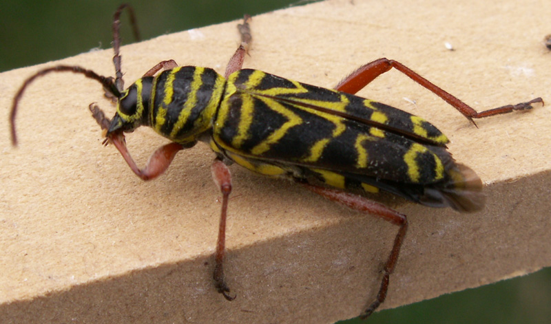 [Hearth.com] Wood Seasoning and boring bugs