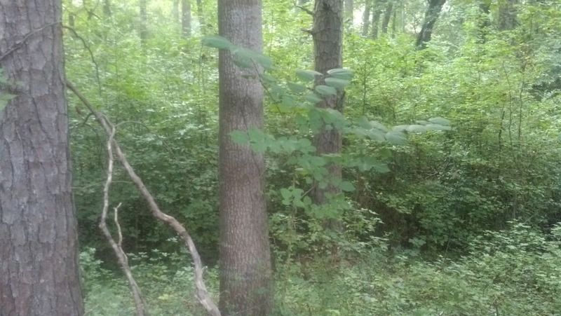 [Hearth.com] tulip poplar
