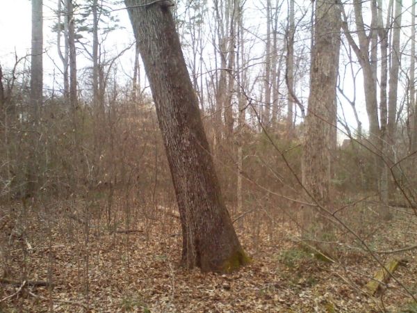 [Hearth.com] suggestions on felling tree