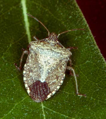 [Hearth.com] Got good heat and low ash burning Stink Bugs