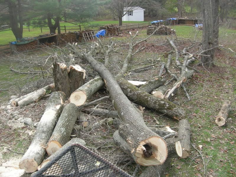 [Hearth.com] Had a tree dropped...hello project!