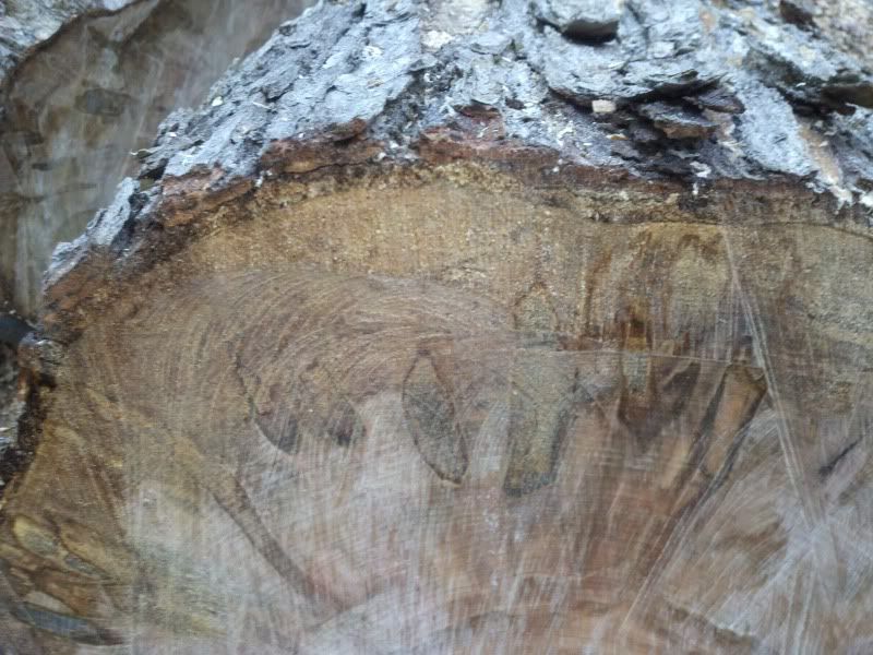 [Hearth.com] Wood ID