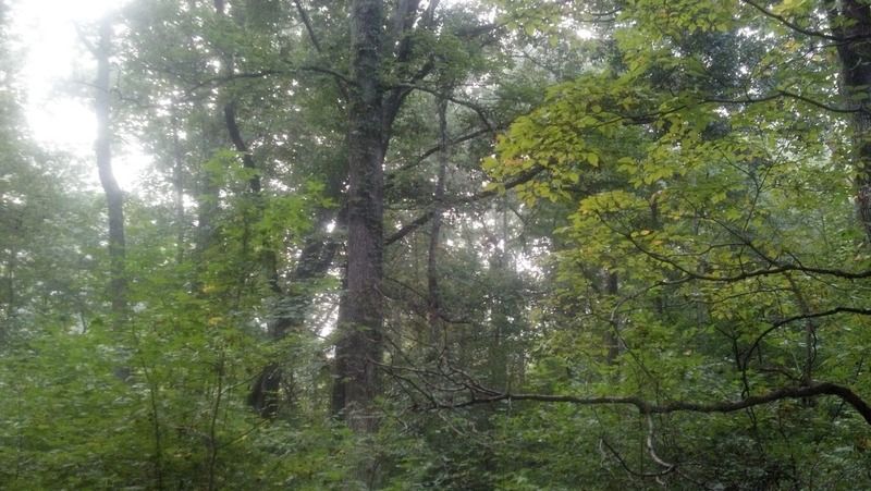 [Hearth.com] suggestions on felling tree