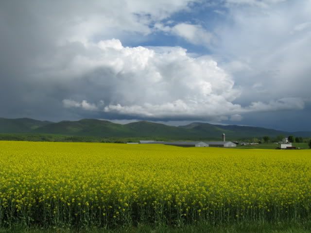 Yellow flowers